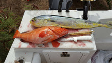 Load image into Gallery viewer, Fish and Snorkel/Spearfish Combo Trip