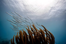Load image into Gallery viewer, Snorkel and Spearfish