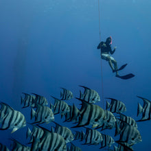 Load image into Gallery viewer, Snorkel and Spearfish